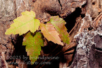 art print of maple sapling growing in old stump