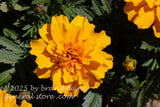 art print of marigold bloom with partial blooms in the corners