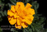 art print of a single gold colored marigold bloom in bright sunshine