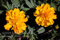 art print of pair of gold marigold blooms in bright sunshine