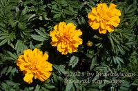 art print of a trio of cheerful marigold blooms in the sunshine