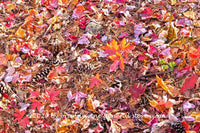 art print of red fall leaves and pine cones laying in bed of dry pine needles