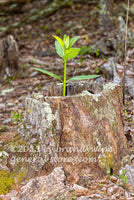 art print of milkweed plant growing in a hollow stump