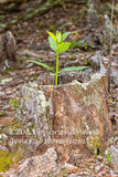 art print of milkweed plant growing in a hollow stump