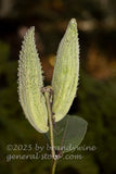 art print of pair of green milkweed pods that haven't opened yet