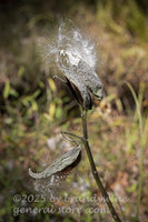 art print of dried milkweed pod waiting for winds to spread the seed