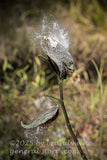 art print of dried milkweed pod waiting for winds to spread the seed