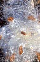 art print of Milkweed Plant in Multiple Cocoons