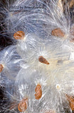 art print of Milkweed Plant in Multiple Cocoons