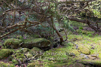 art print of moss covered rocks under a jungle of limbs on Spruce Knob mountain