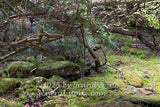 art print of moss covered rocks under a jungle of limbs on Spruce Knob mountain