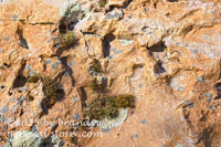 art print of moss growing on top of rough cratered rock