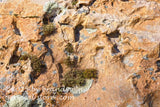 art print of moss growing on top of rough cratered rock