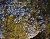 art print of a rounded rock covered in green moss and gray lichens