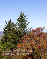 art print of mountain ash bush and spruce trees summit of Spruce Knob mountain
