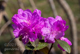 art print of magenta mountain laurel blooms with bent branches in the back