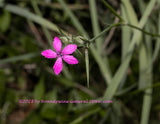 art print of Mountain Pink Wildflower Bloom on Floating Stem
