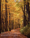 art print of mountain road under a golden canopy of autumn leaves
