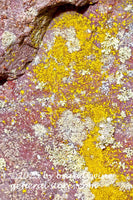 art print of Mustard Yellow Lichens on Purple Rock