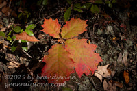 art print of oak sapling with leaves turning red in the fall
