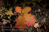 art print of oak sapling with leaves turning red in the fall