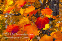 art print of rich orange and red leaves in shade