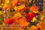 art print of rich orange and red leaves in shade