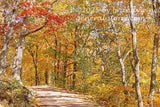 art print of orange, red and yellow autumn trees over country road