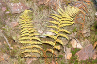 art print of a Pair of Yellow Fern Fronds Against the Rocks 