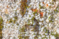 art print of Pebbled Textured Boulder with green Moss shoots