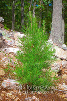 art print of small pine sapling growing among  the rocks