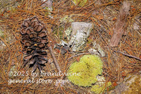 art print of pine cone, barks and moss in bed of pine needles on forest floor