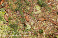 art print of small pine cones on forest floor with pale green moss and dried leaves