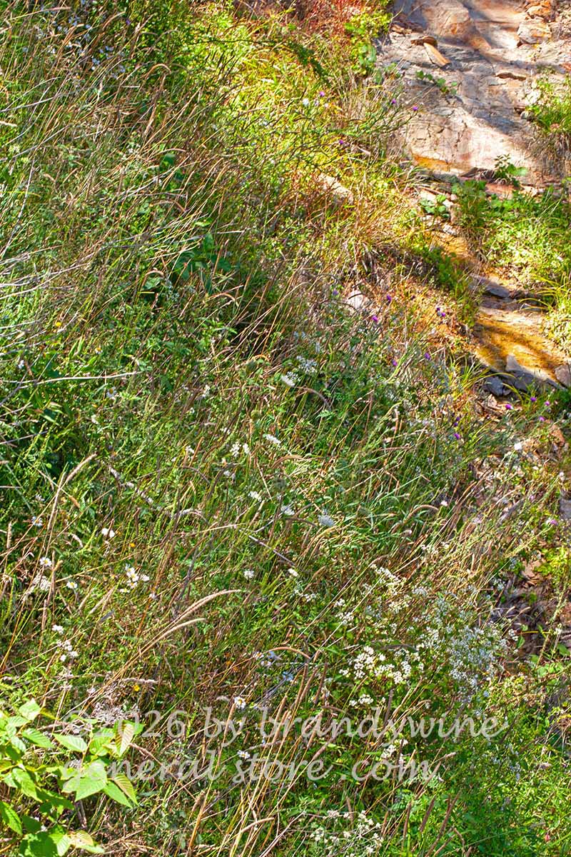 art print of pond ban with rocks, wildflowers and grasses