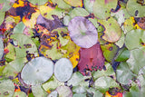 art print of pond lilies in fall colors