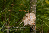 art print of praying mantis nest built with pine needles through the bottom and over the top