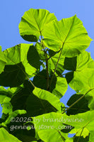 art print of Princess Tree leaves in shadow and sun growing to the blue sky