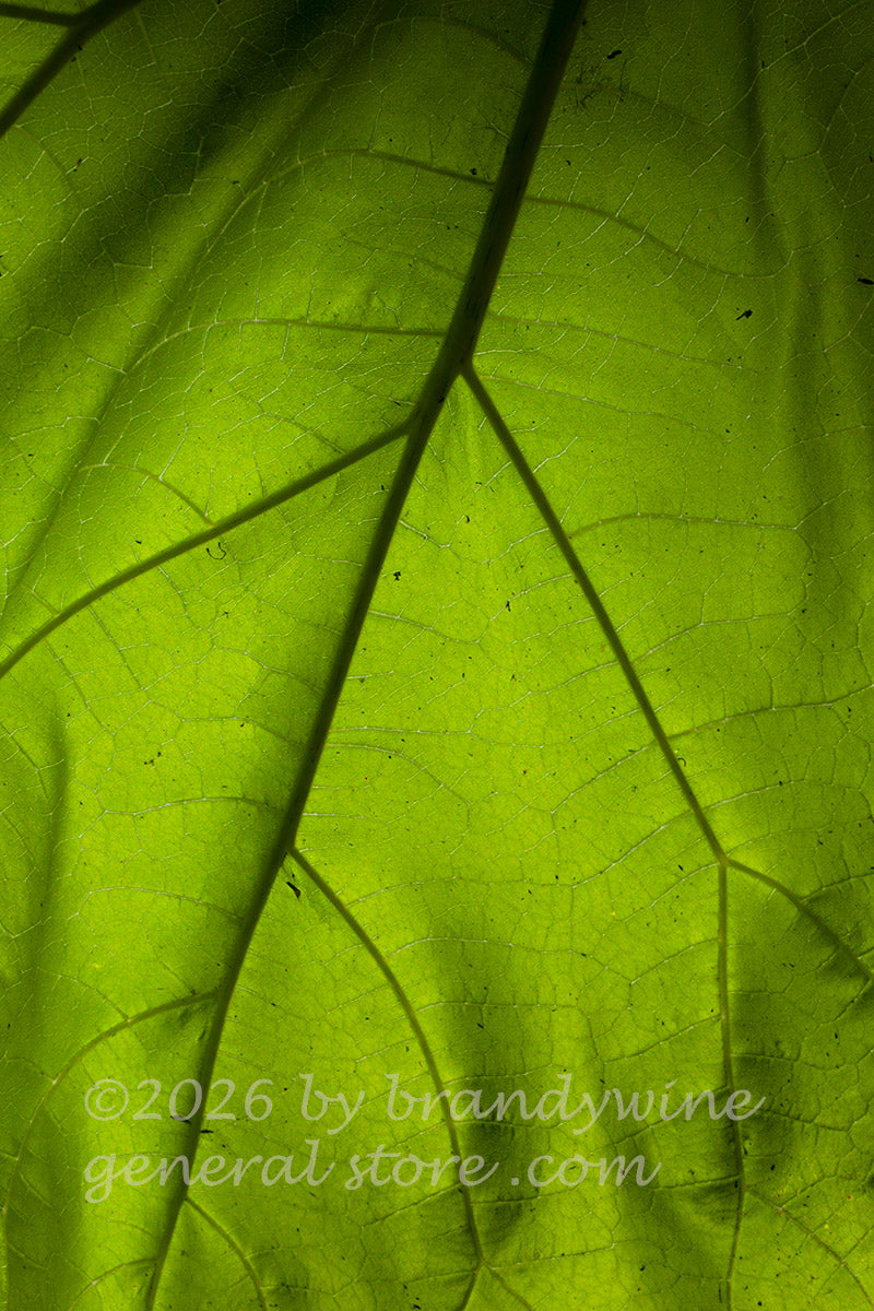 art print of Princess Tree large veiny leaf with sun shining through it portrait style