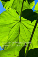art print of large bright Princess Tree leaves with smaller ones in shadow