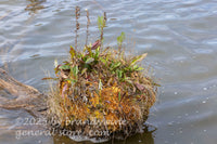 art print of tiny floating island in Spruce Knob lake in West Virginia