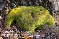 art print of thick green stand of moss resembling a pair of ram's horns