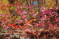 art print of mapleleaf viburnum with rare dark mauve autumn colors 