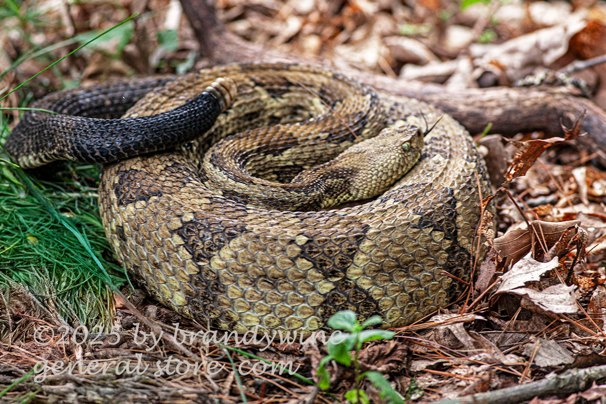 art print of Appalachian timber rattlesnake showing forked tongue