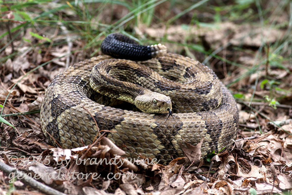 art print of rattlesnake all coiled up and hissing with forked tongue