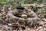 art print of rattlesnake all coiled up and hissing with forked tongue