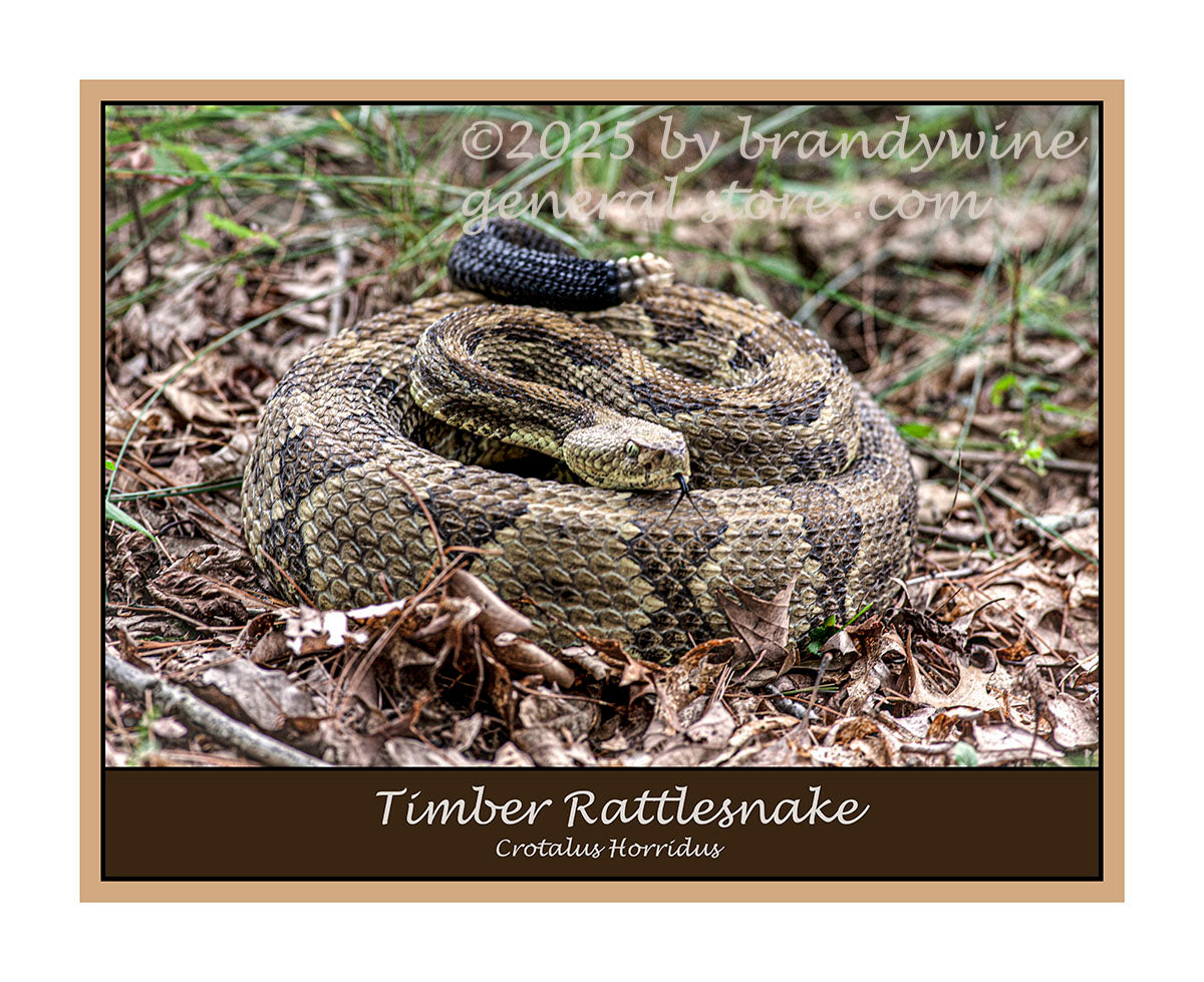 premium poster of large timber rattlesnake coiled and showing forked tongue