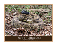 premium poster of large timber rattlesnake coiled and showing forked tongue