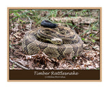 premium poster of large timber rattlesnake coiled and showing forked tongue