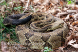 art print of rattlesnake showing black tail in Appalachian Mountains
