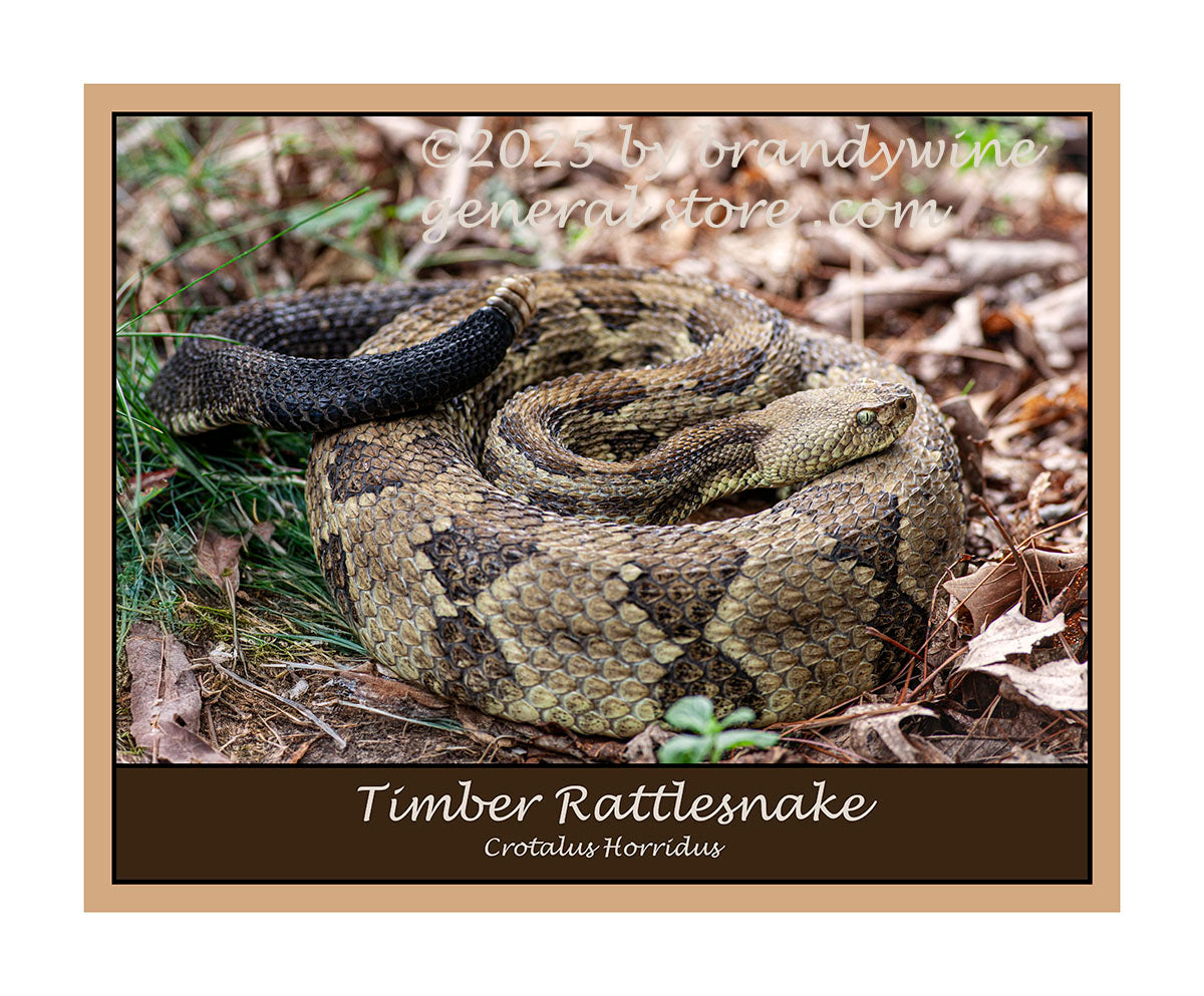 poster of large timber rattlesnake with black tail and rattlers